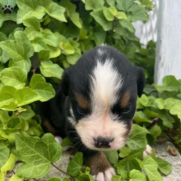 Ryder, Bernese Mountain Dog Puppy